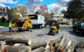 Trusted Lexington, VA Tree Care  Experts